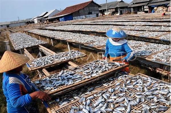 Metode Alami Pengeringan Ikan