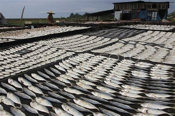 Waktu Ideal Pengeringan Ikan Manual