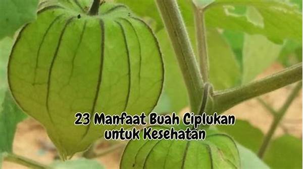 Manfaat Buah Ciplukan Untuk Kesehatan