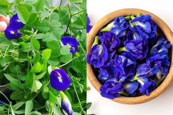 Manfaat Bunga Telang Ungu Bagi Kesehatan